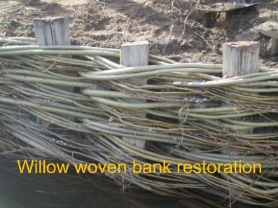 Willow wovern bank restoration. 
